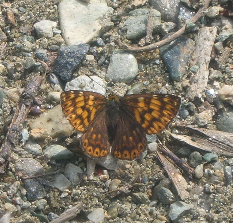 Id farfalla diurna - Hamearis lucina